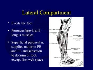Lateral Compartment
• Everts the foot
• Peroneus brevis and
longus muscles
• Superficial peroneal n.
supplies motor to PB
and PL and sensation
to dorsum of foot,
except first web space
 
