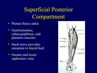 Superficial Posterior
Compartment
• Plantar flexes ankle
• Gastrocnemius,
soleus,popliteus, and
plantaris muscles
• Sural nerve provides
sensation to lateral heel
• Greater and lesser
saphenous veins
 
