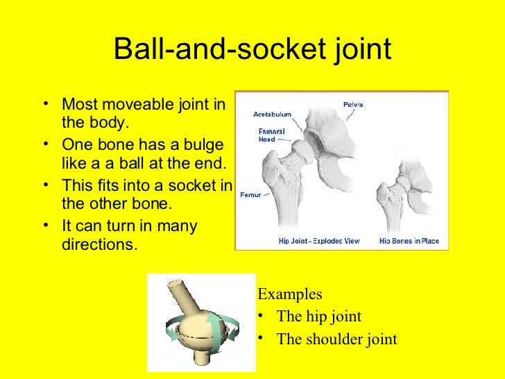 L10b Synovial Joints