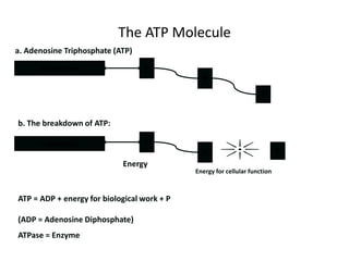 Amino Acids = Growth, repair or excreted as wasteCells in the body need energy to functionFOOD=ENERGY (E)