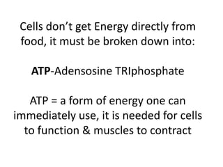 Cells don’t get Energy directly from food, it must be broken down into:ATP-Adensosine TRIphosphateATP = a form of energy one can immediately use, it is needed for cells to function & muscles to contract