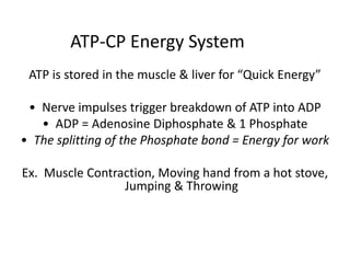 Predominant Energy PathwaysATP (2-3 seconds)