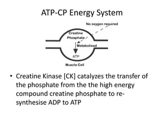 Anaerobic Energy System (2-3 minutes)