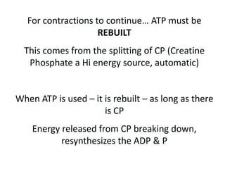 Aerobic Energy System (3 minutes +)