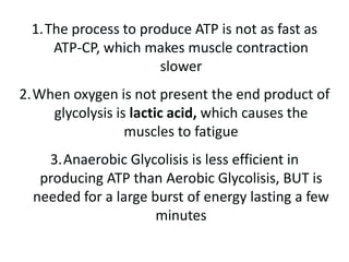 ATP-CP Energy SystemATP is stored in the muscle & liver for “Quick Energy”Nerve impulses trigger breakdown of ATP into ADP