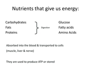 Nutrients that give us energy:CarbohydratesFatsProteinsGlucoseFatty acidsAmino AcidsDigestionAbsorbed into the blood & transported to cells (muscle, liver & nerve)They are used to produce ATP or stored