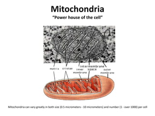 The process to produce ATP is not as fast as ATP-CP, which makes muscle contraction slowerWhen oxygen is not present the end product of glycolysisis lactic acid, which causes the muscles to fatigueAnaerobic Glycolisis is less efficient in producing ATP than Aerobic Glycolisis, BUT is needed for a large burst of energy lasting a few minutes