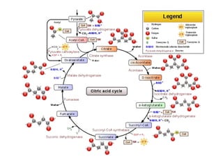  	creates 2 pyruvate sugars (pyruvic acid)