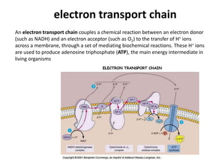  Also it produces one 2NAD moleculeswhich become 2NADH1 with 02