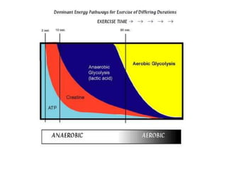 Aerobic Energy System