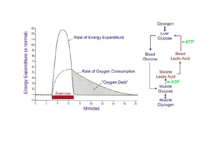 What is ATP resynthesis?