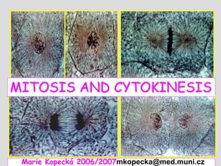 L10 mitosis cytokinesis_eng | PPT