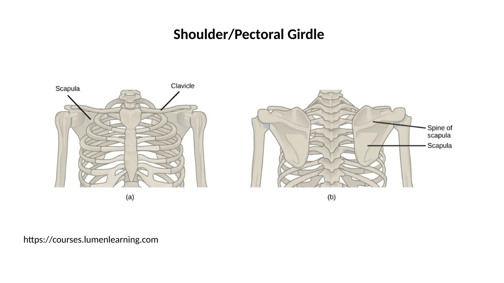 Shoulder/Pectoral Girdle
https://courses.lumenlearning.com