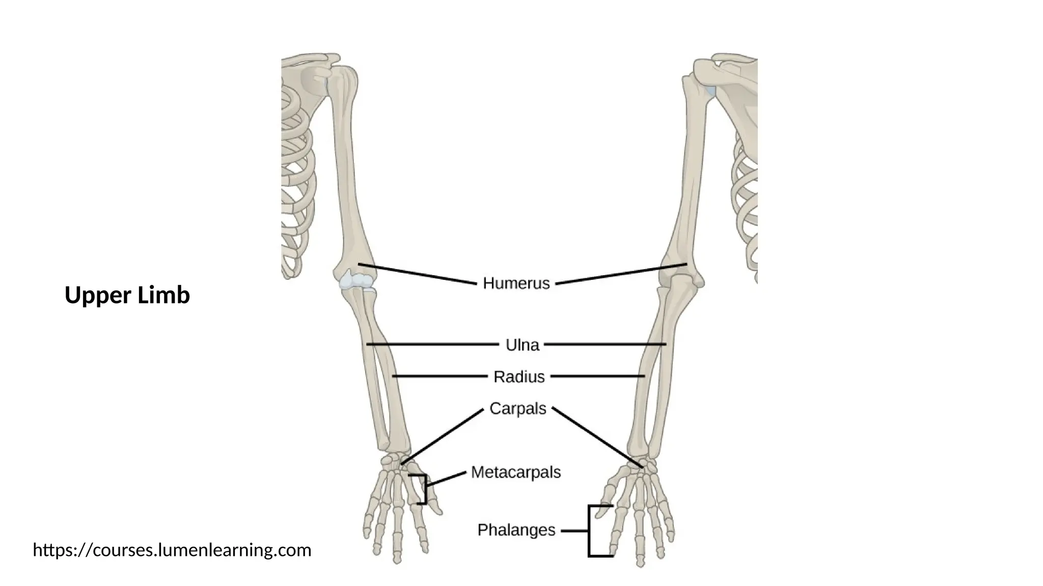 https://courses.lumenlearning.com
Upper Limb