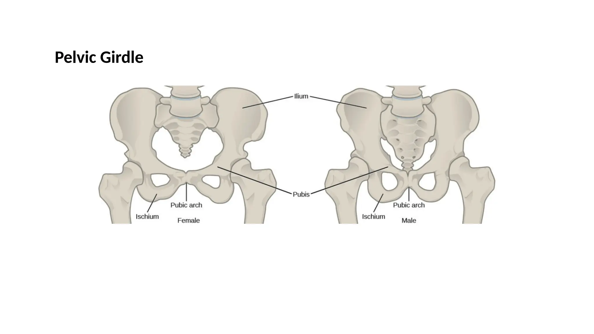 Pelvic Girdle