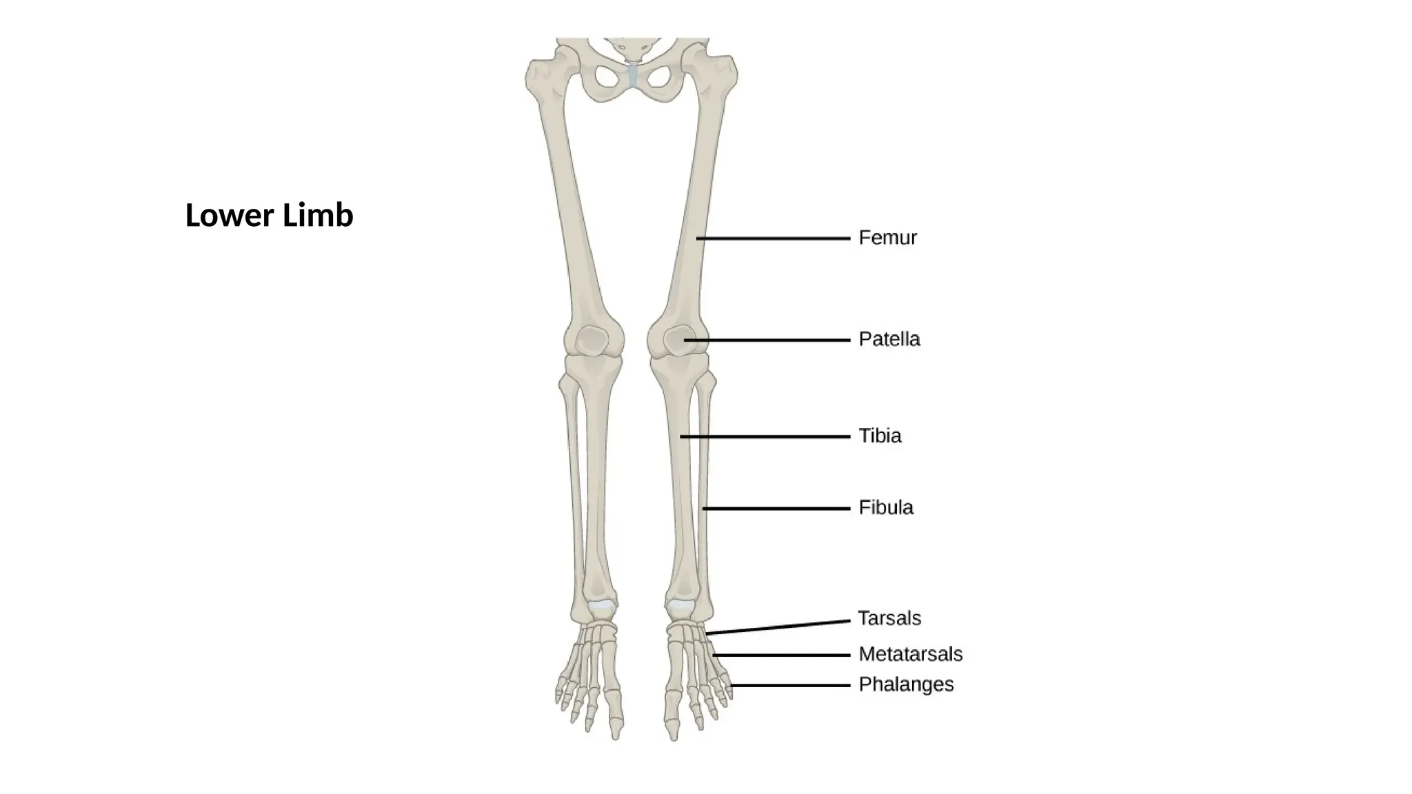 Lower Limb