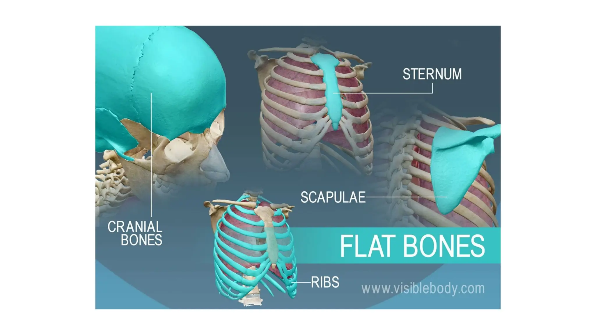 l1 (1).pptx/ A complete guide on bio mechanics