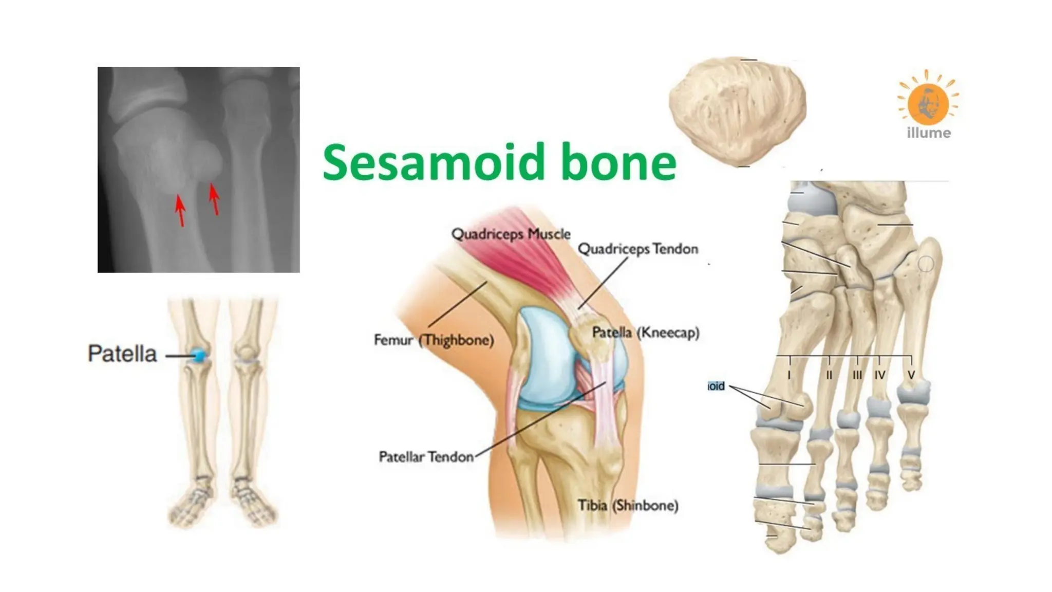 l1 (1).pptx/ A complete guide on bio mechanics
