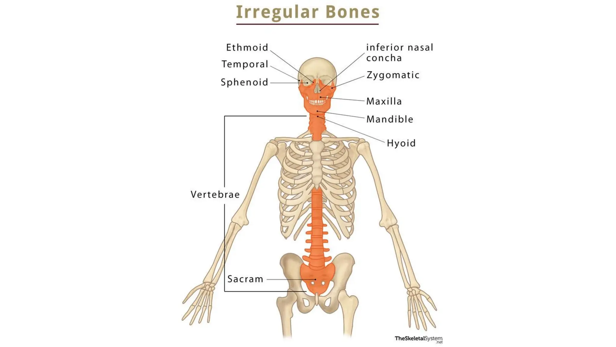 l1 (1).pptx/ A complete guide on bio mechanics