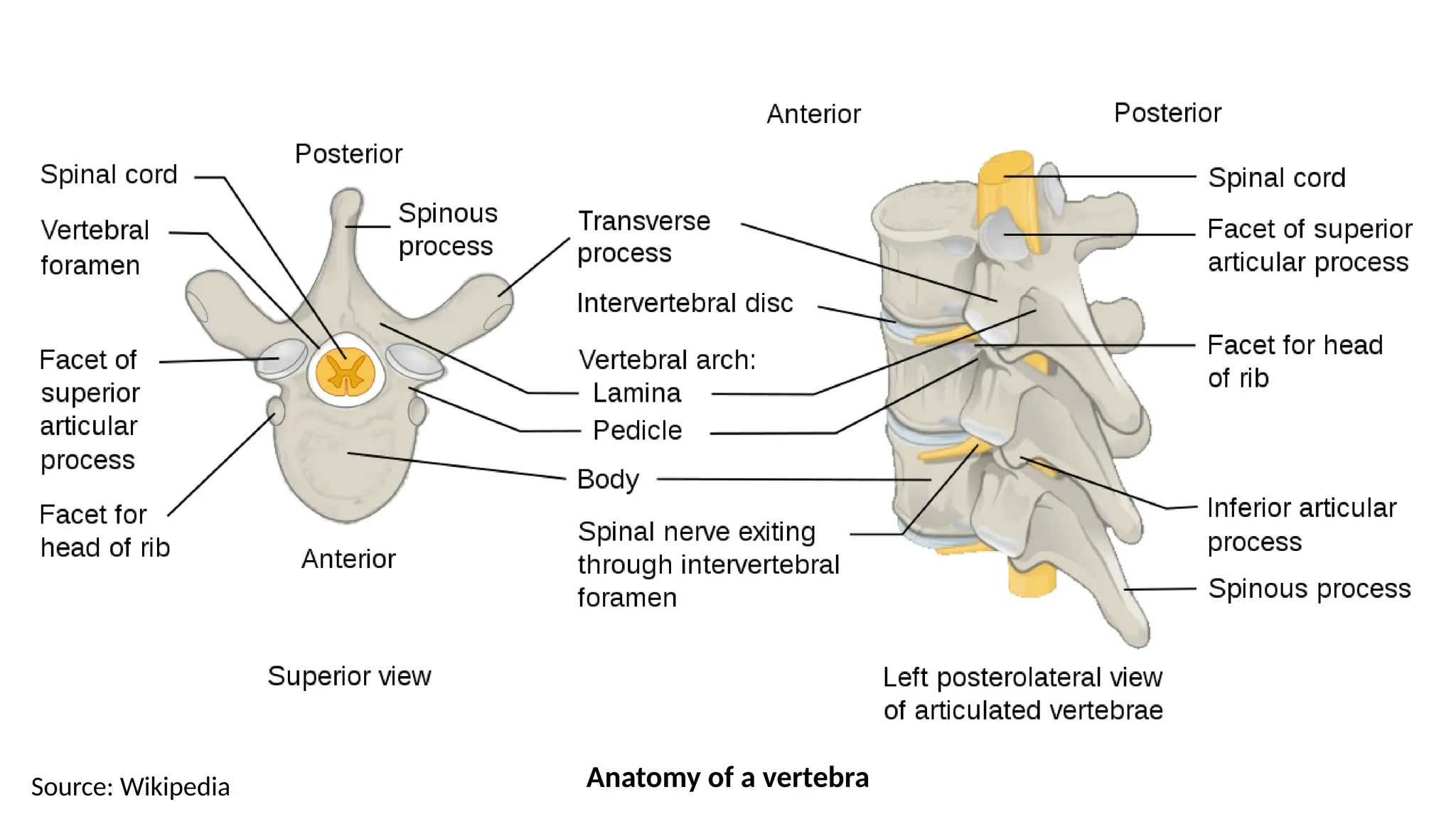 Anatomy of a vertebra
Source: Wikipedia