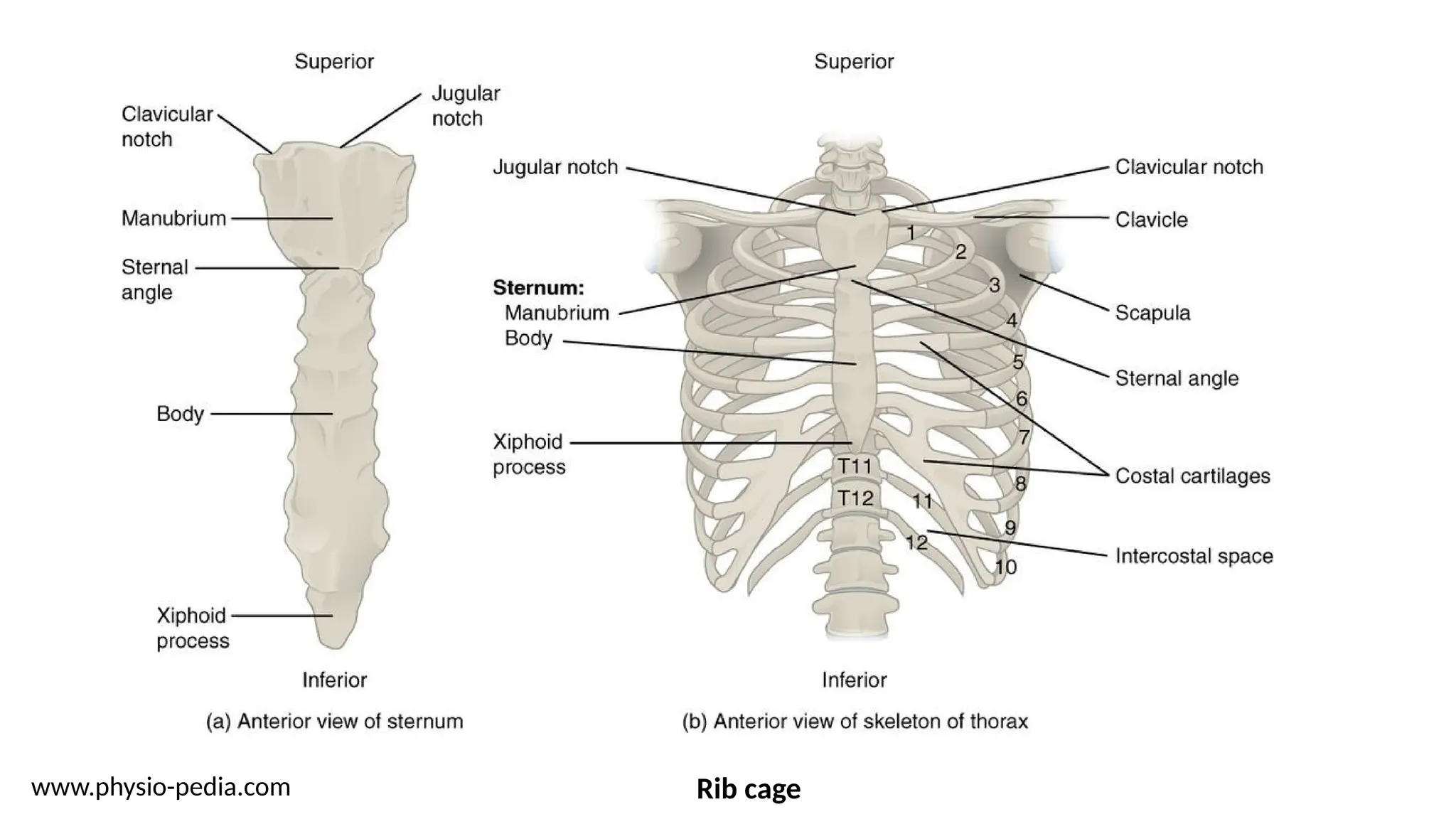 www.physio-pedia.com Rib cage