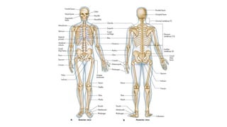 l1 (1).pptx/ A complete guide on bio mechanics