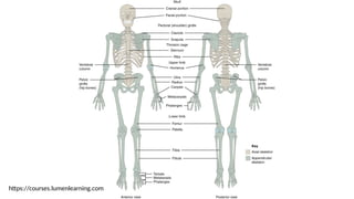 https://courses.lumenlearning.com
 