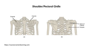 Shoulder/Pectoral Girdle
https://courses.lumenlearning.com
 