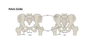 Pelvic Girdle
 