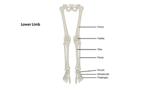 Lower Limb
 