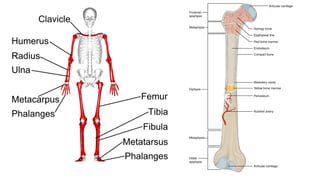 l1 (1).pptx/ A complete guide on bio mechanics