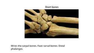 Wrist: the carpal bones. Foot: tarsal bones. Distal
phalanges.
Short bones
 