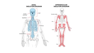 l1 (1).pptx/ A complete guide on bio mechanics
