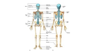 l1 (1).pptx/ A complete guide on bio mechanics