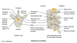 Anatomy of a vertebra
Source: Wikipedia
 