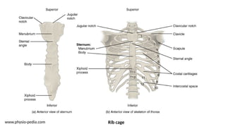 www.physio-pedia.com Rib cage
 