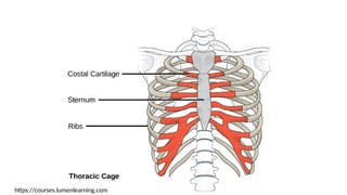 https://courses.lumenlearning.com
 