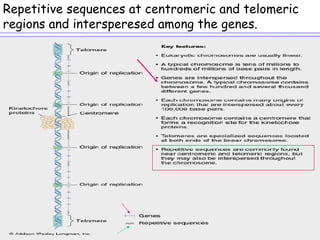 Repetitive sequences at centromeric and telomeric
regions and intersperesed among the genes.
 