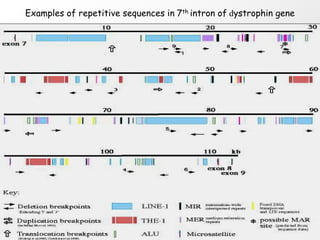 Examples of repetitive sequences in 7th intron of dystrophin gene
 