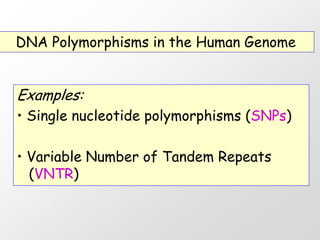 DNA Polymorphisms in the Human Genome


Examples:
• Single nucleotide polymorphisms (SNPs)

• Variable Number of Tandem Repeats
  (VNTR)
 