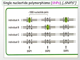 Single nucleotide polymorphisms (SNPs) [„SNiPS”]
 