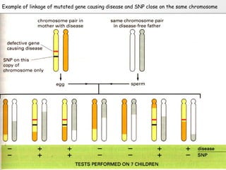 Example of linkage of mutated gene causing disease and SNP close on the same chromosome
 