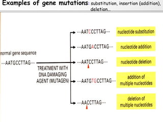 Examples of gene mutations: substitution, insertion (addition),
                                   deletion…
 