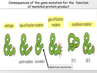 Consequences of the gene mutation for the function
           of mutated protein product




                         deletion mutation
 