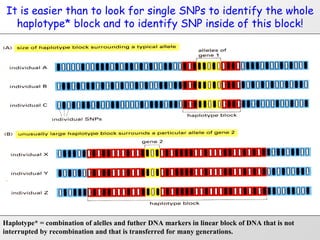 It is easier than to look for single SNPs to identify the whole
   haplotype* block and to identify SNP inside of this block!




Haplotype* = combination of alelles and futher DNA markers in linear block of DNA that is not
interrupted by recombination and that is transferred for many generations.
 