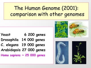 The Human Genome (2001):
     comparison with other genomes


Yeast        6 200 genes
Drosophila 14 000 genes
C. elegans 19 000 genes
Arabidopsis 27 000 genes
Homo sapiens ~ 25 000 genes
 