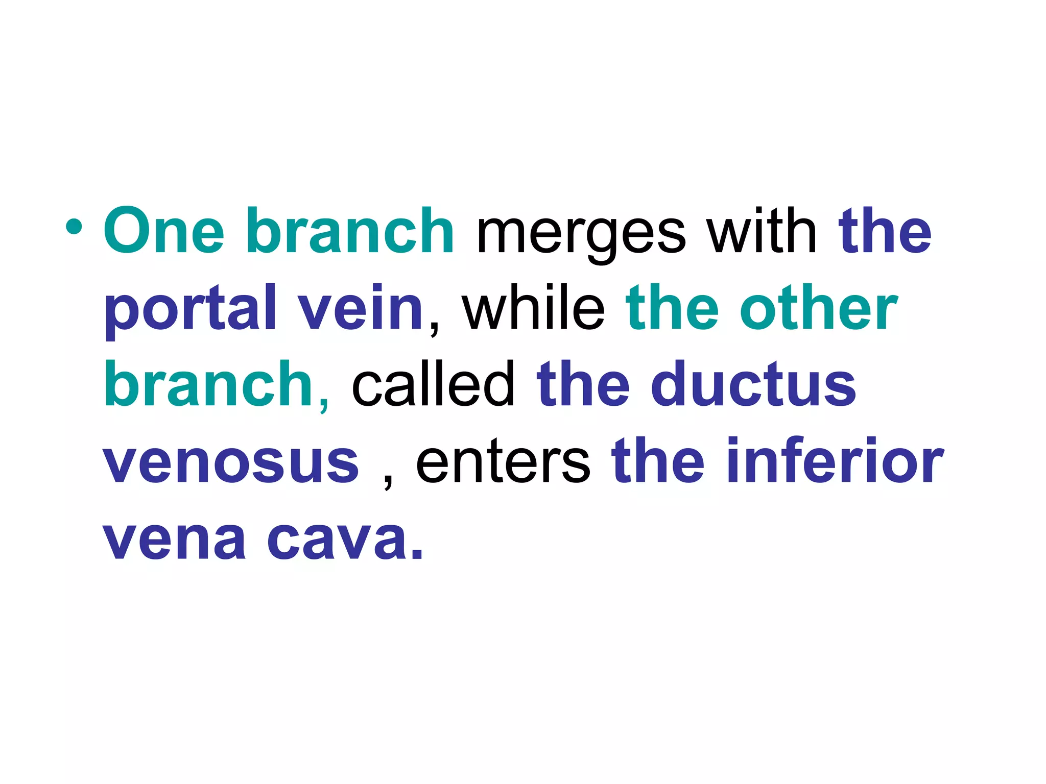 • One branch merges with the
portal vein, while the other
branch, called the ductus
venosus , enters the inferior
vena cava.
 