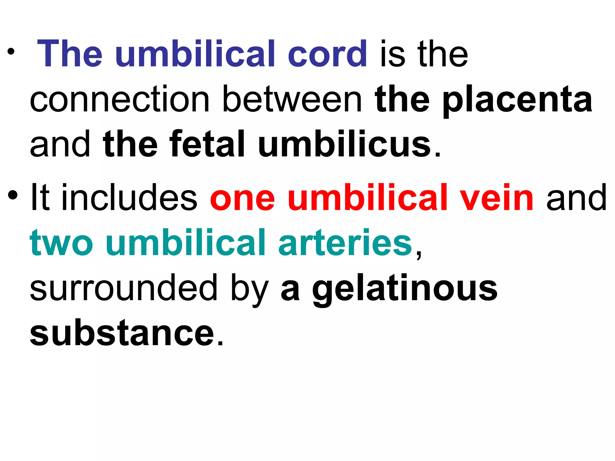 • The umbilical cord is the
connection between the placenta
and the fetal umbilicus.
• It includes one umbilical vein and
two umbilical arteries,
surrounded by a gelatinous
substance.
 
