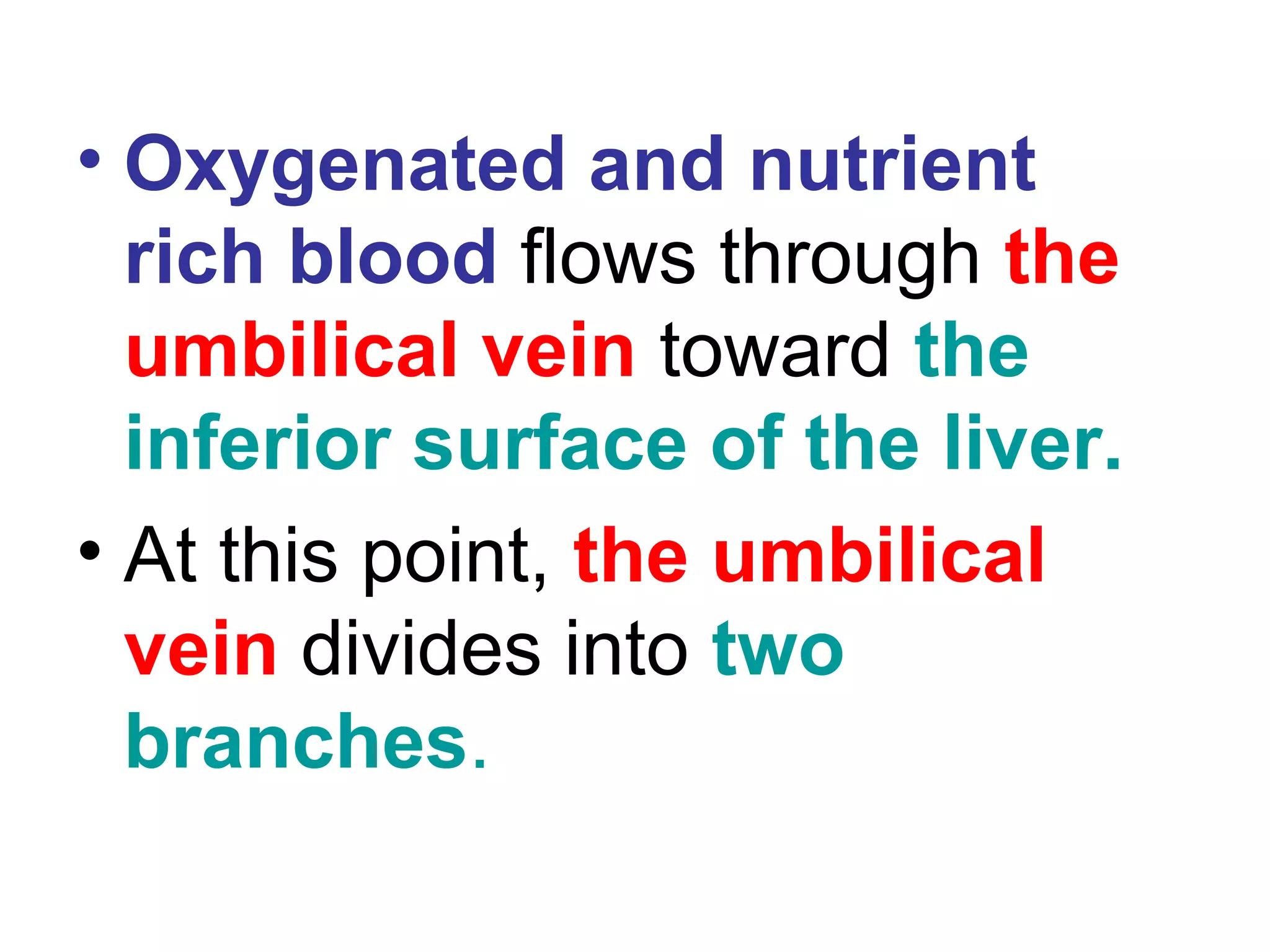 • Oxygenated and nutrient
rich blood flows through the
umbilical vein toward the
inferior surface of the liver.
• At this point, the umbilical
vein divides into two
branches.
 
