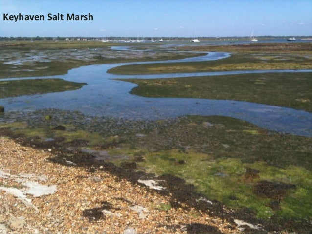 Keyhaven salt marsh case study 06 picture